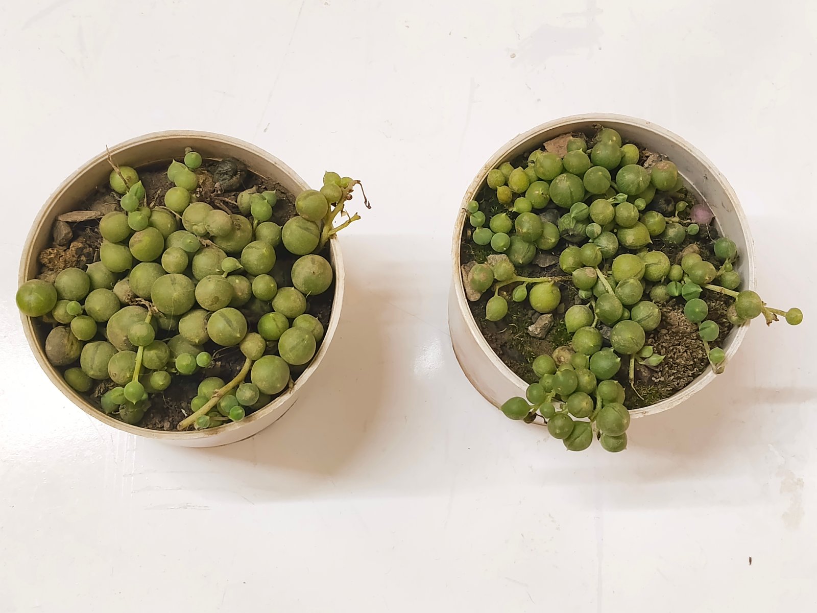 String Of Pearls