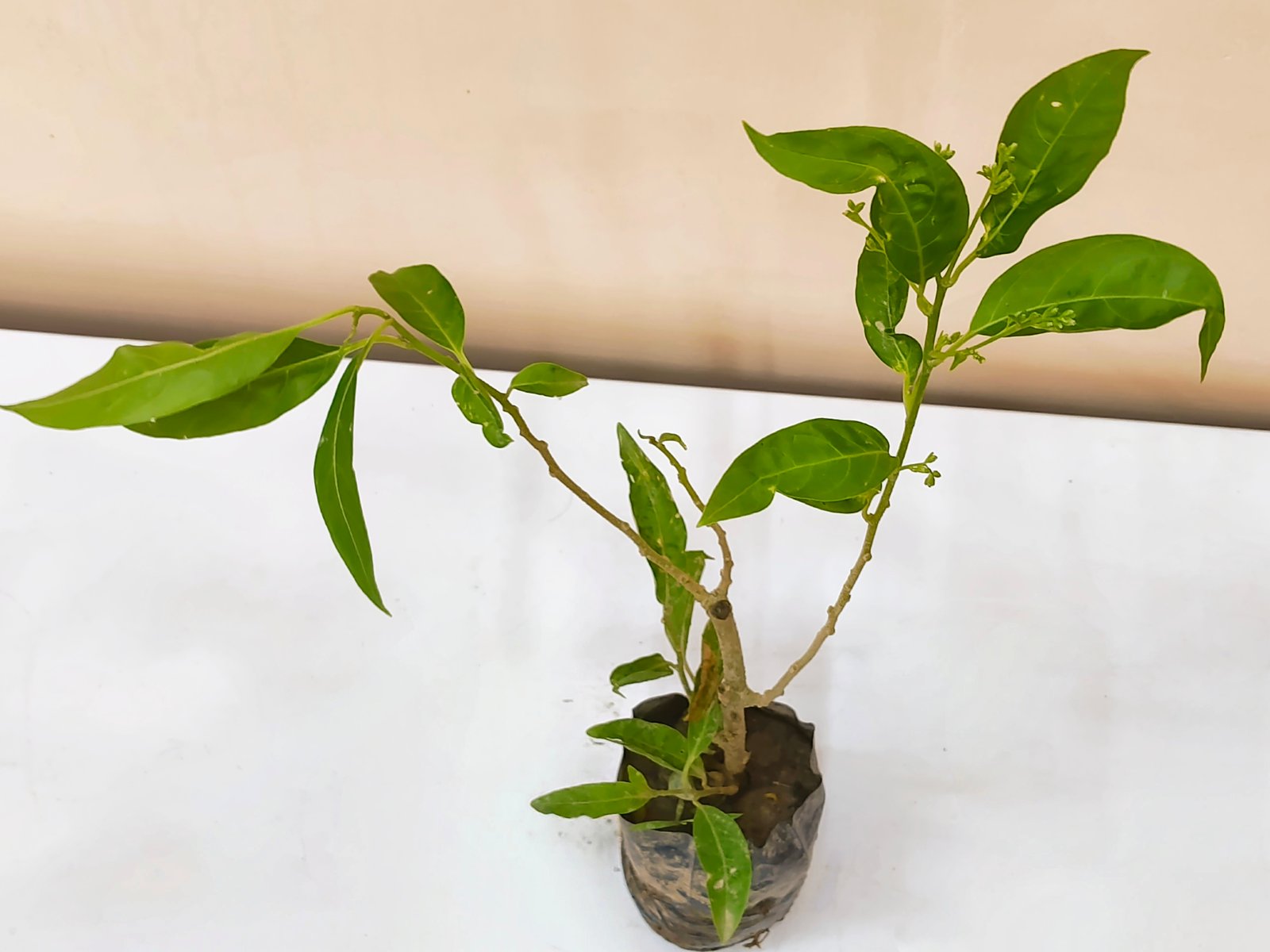 Raat ki Rani (Cestrum)