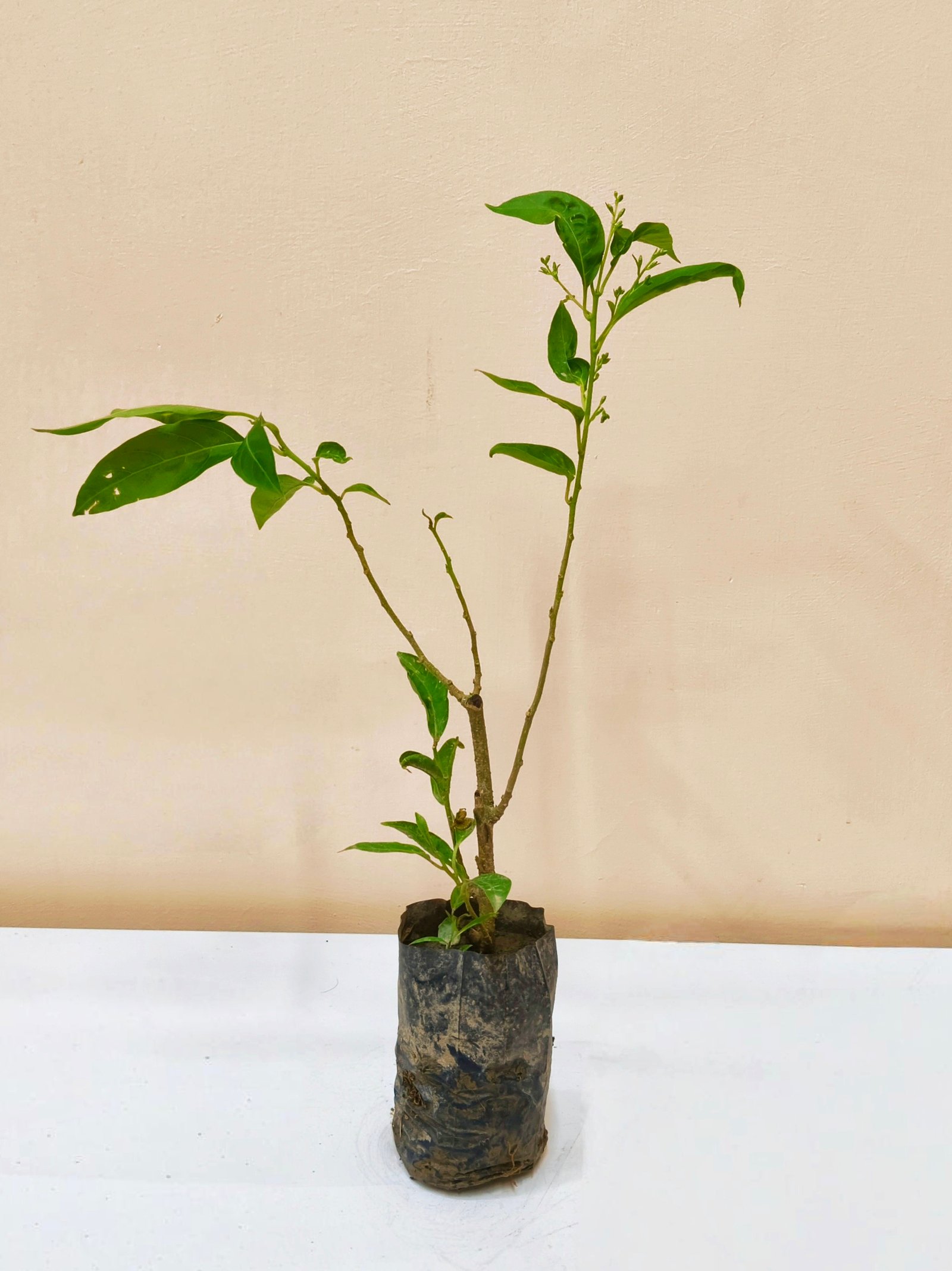 Raat ki Rani (Cestrum)