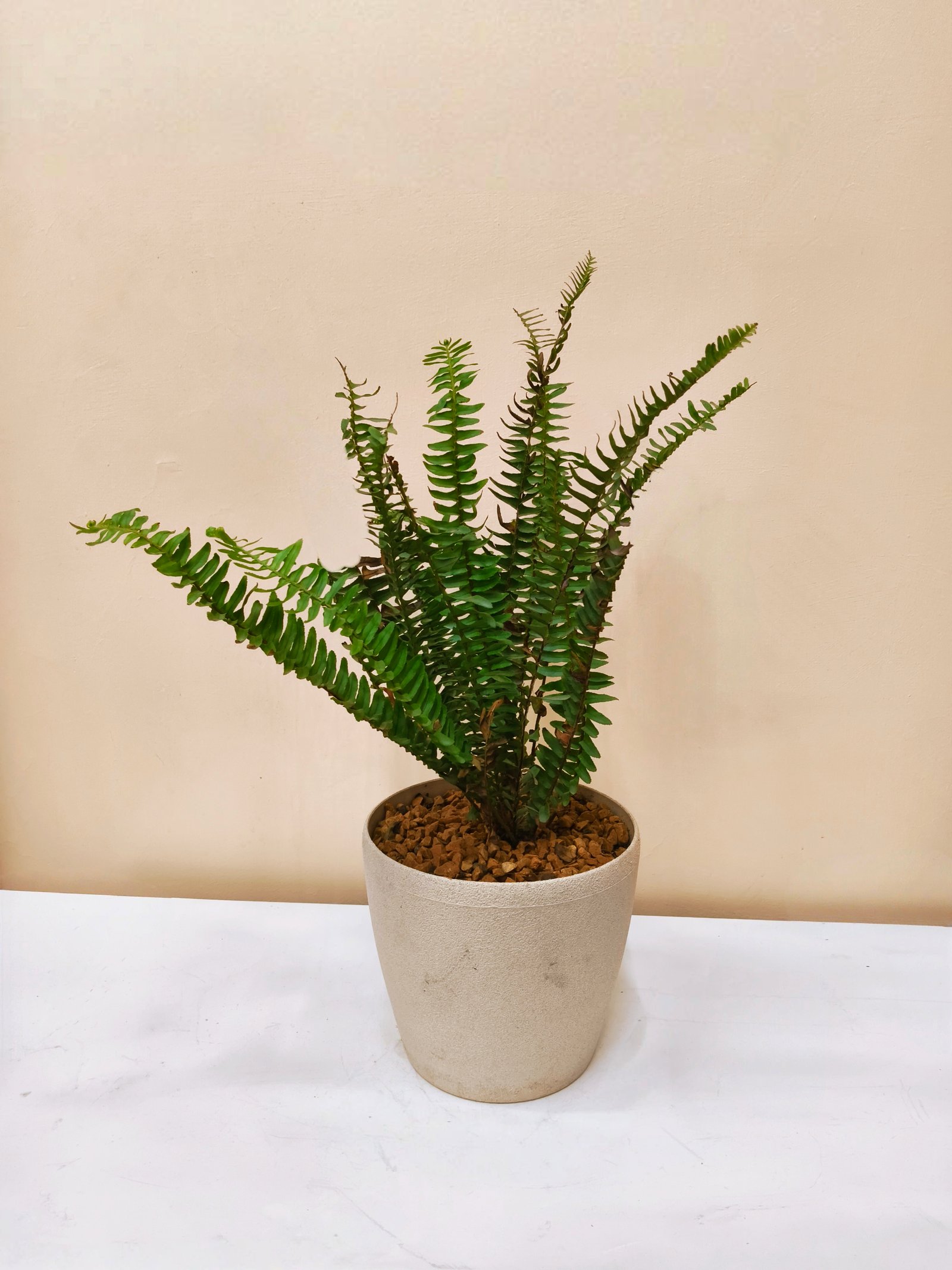 Boston Fern