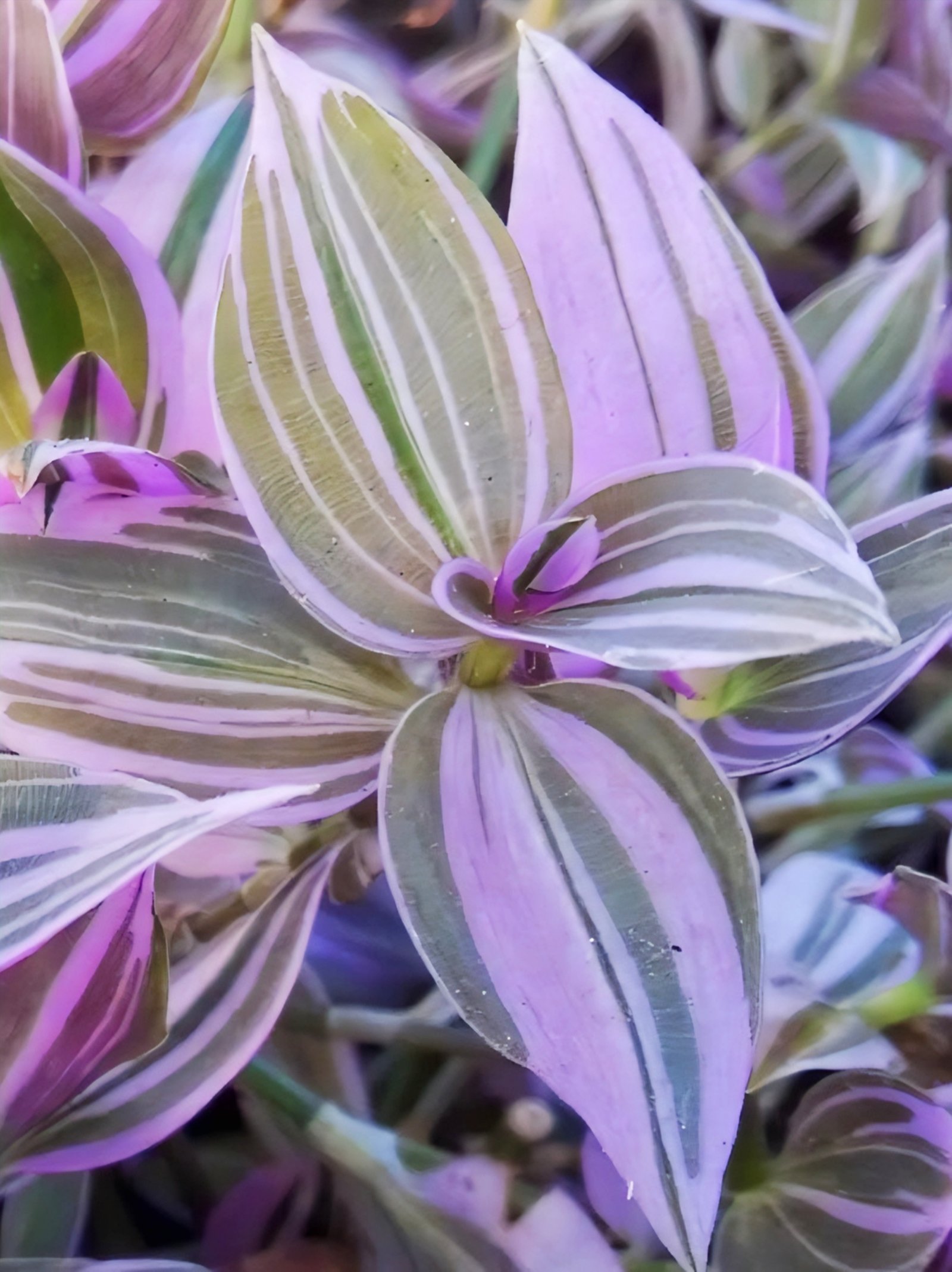 Tradescantia