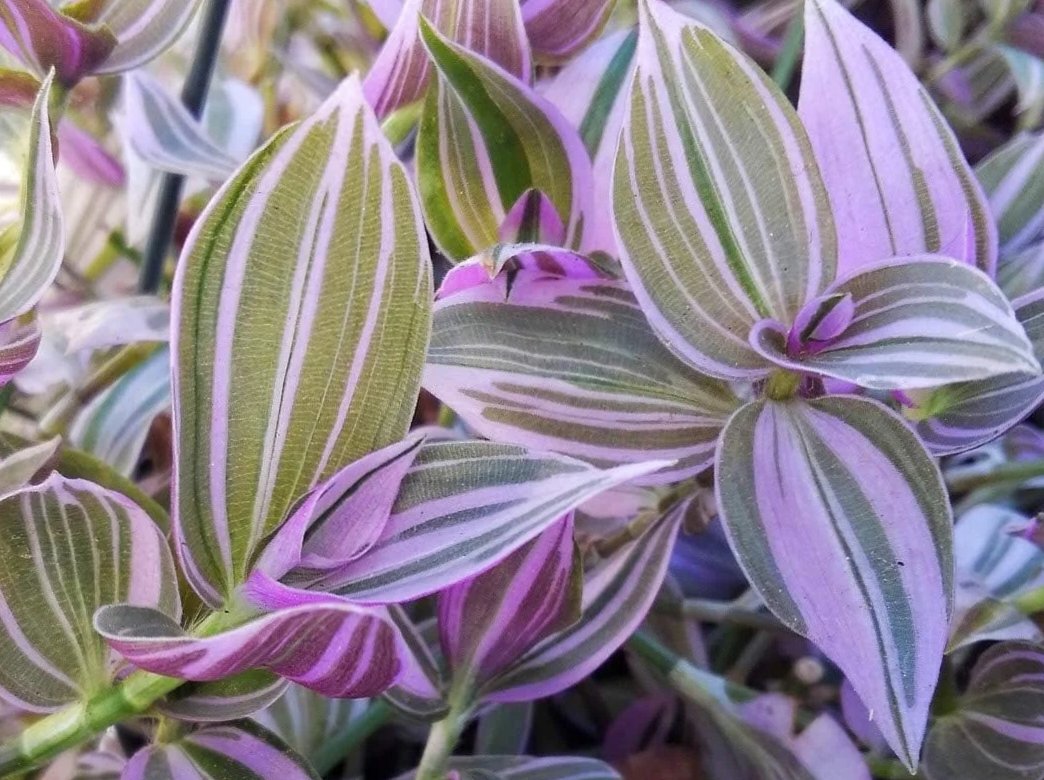 Tradescantia