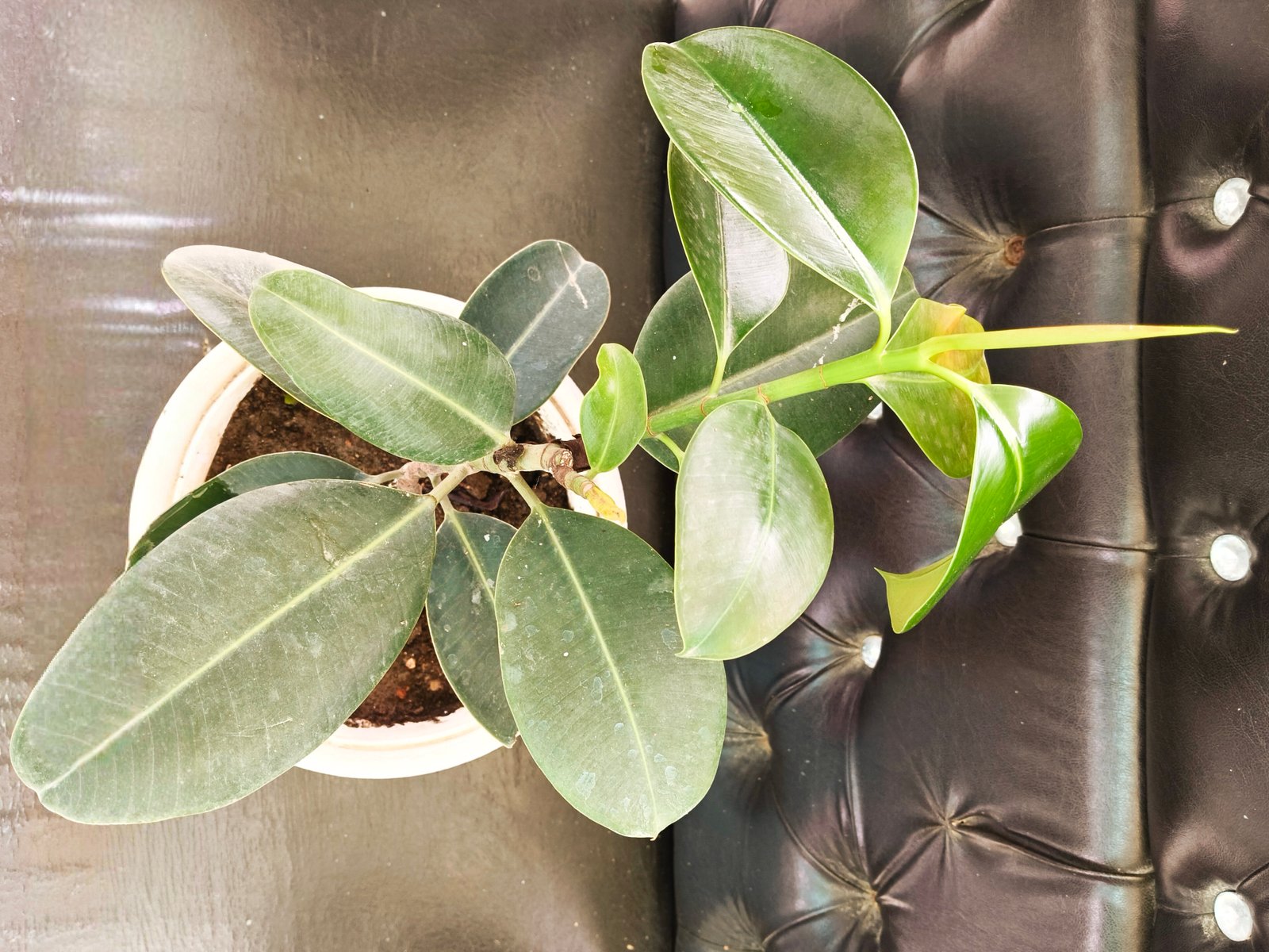 Rubber Plant