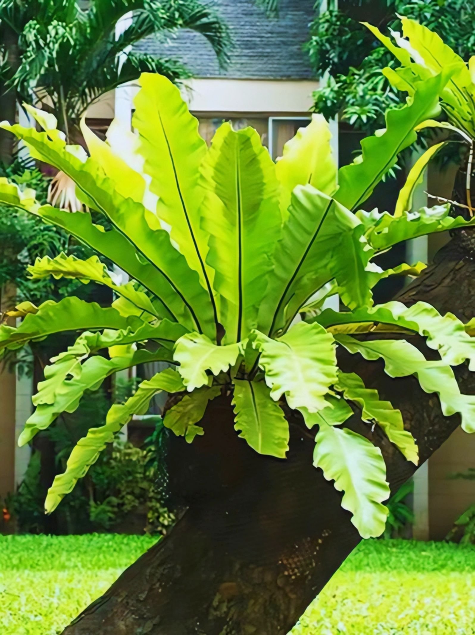 Bird’s Nest Fern