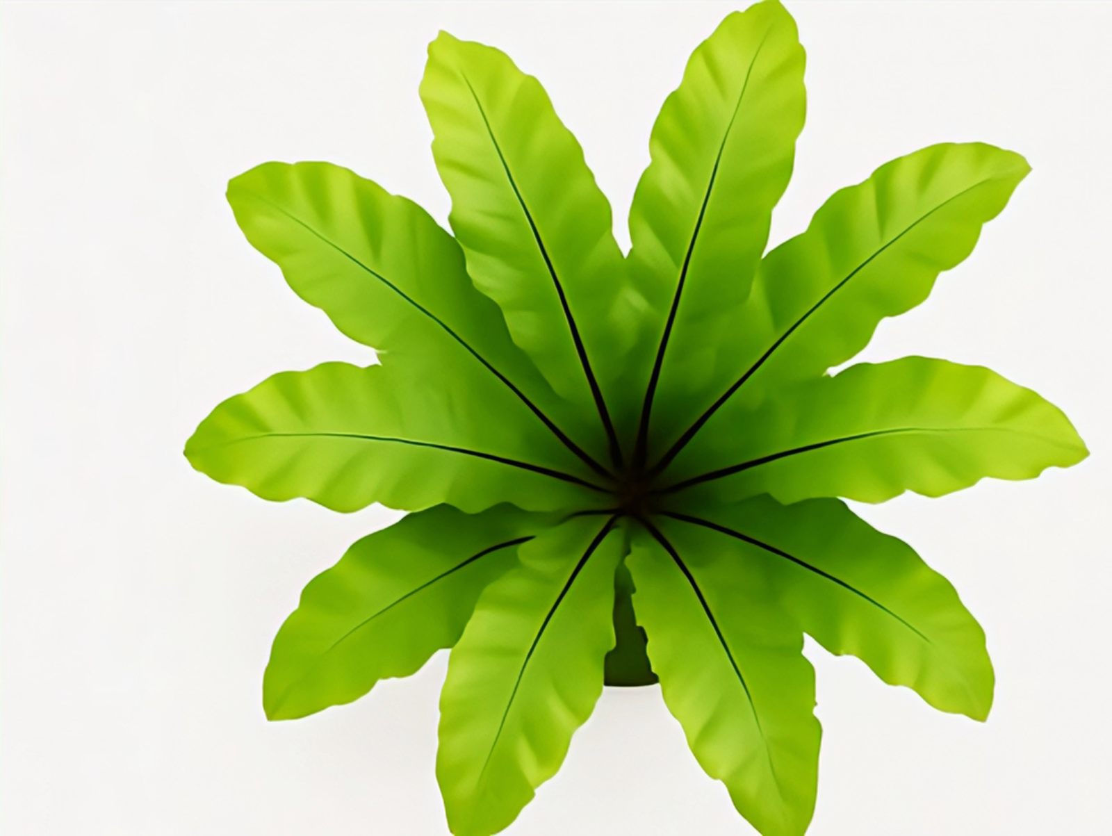 Bird’s Nest Fern