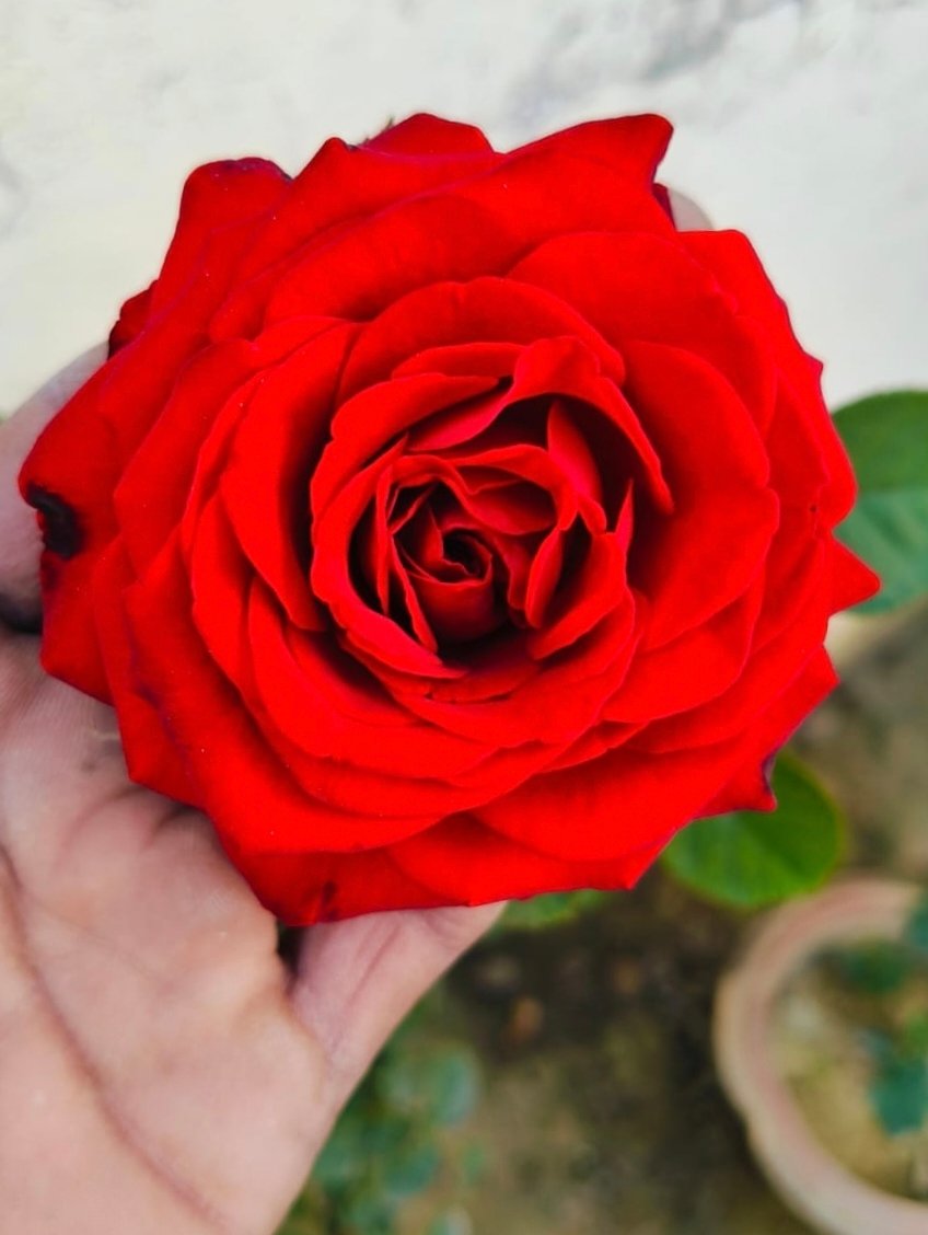 Rose