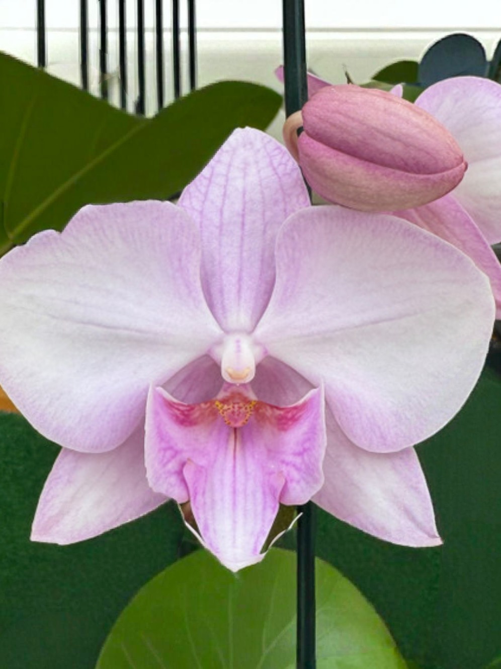 (Phalaenopsis) Jam Session (334023)