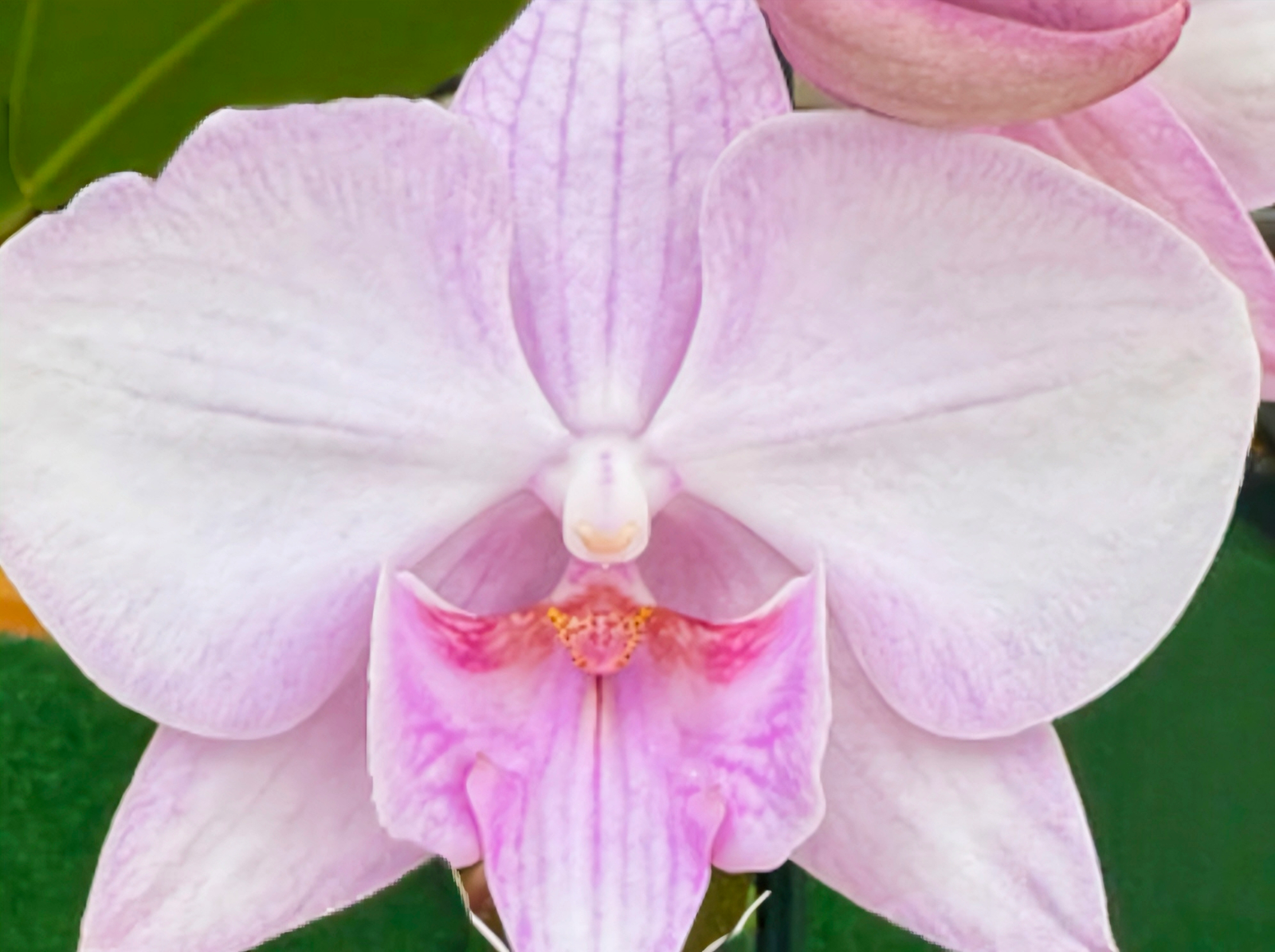 (Phalaenopsis) Jam Session (334023)