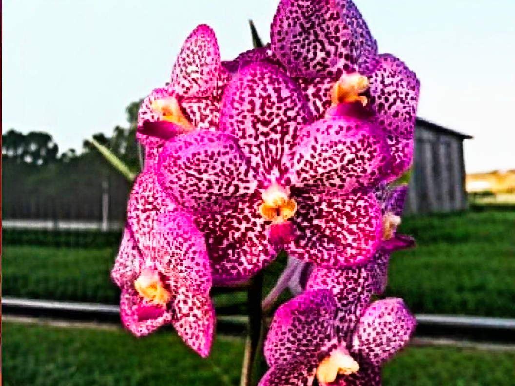 (Vanda) Dr.Anek x Kulvadee Fragrant Red_SS