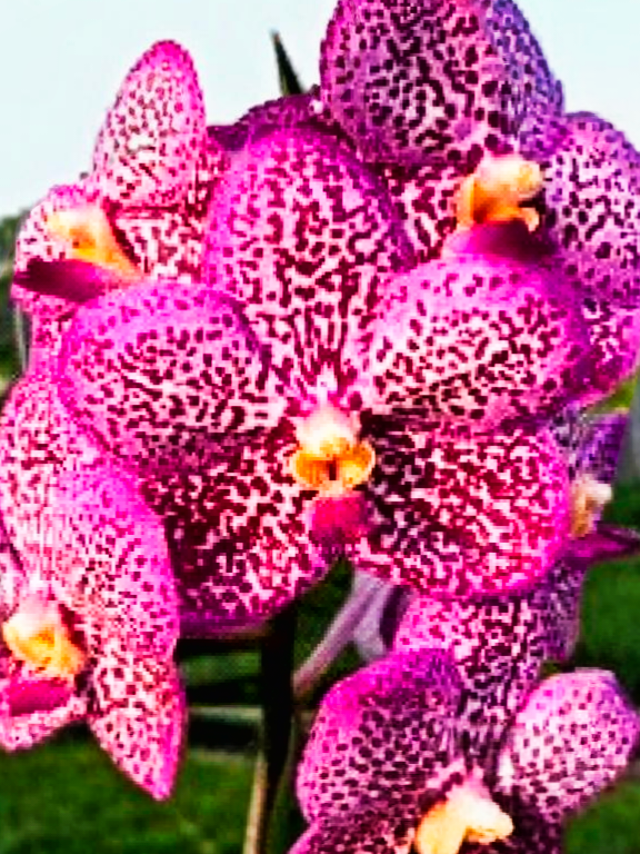 (Vanda) Dr.Anek x Kulvadee Fragrant Red_SS