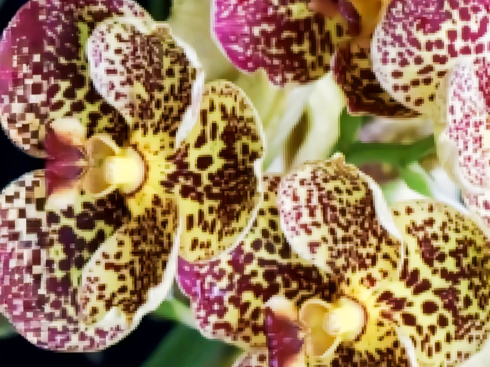 (Vanda) Warut Leopart