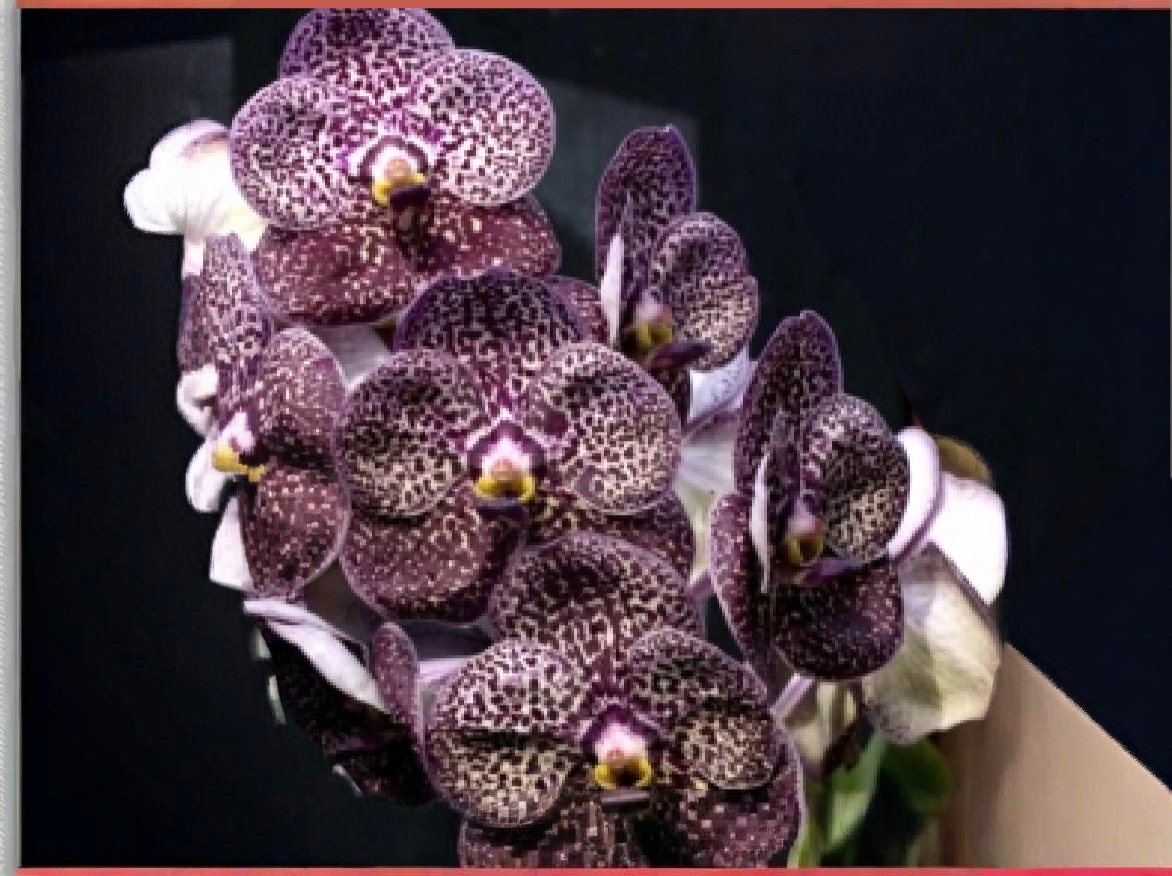 (Vanda) Kulvadee Fragrant Black
