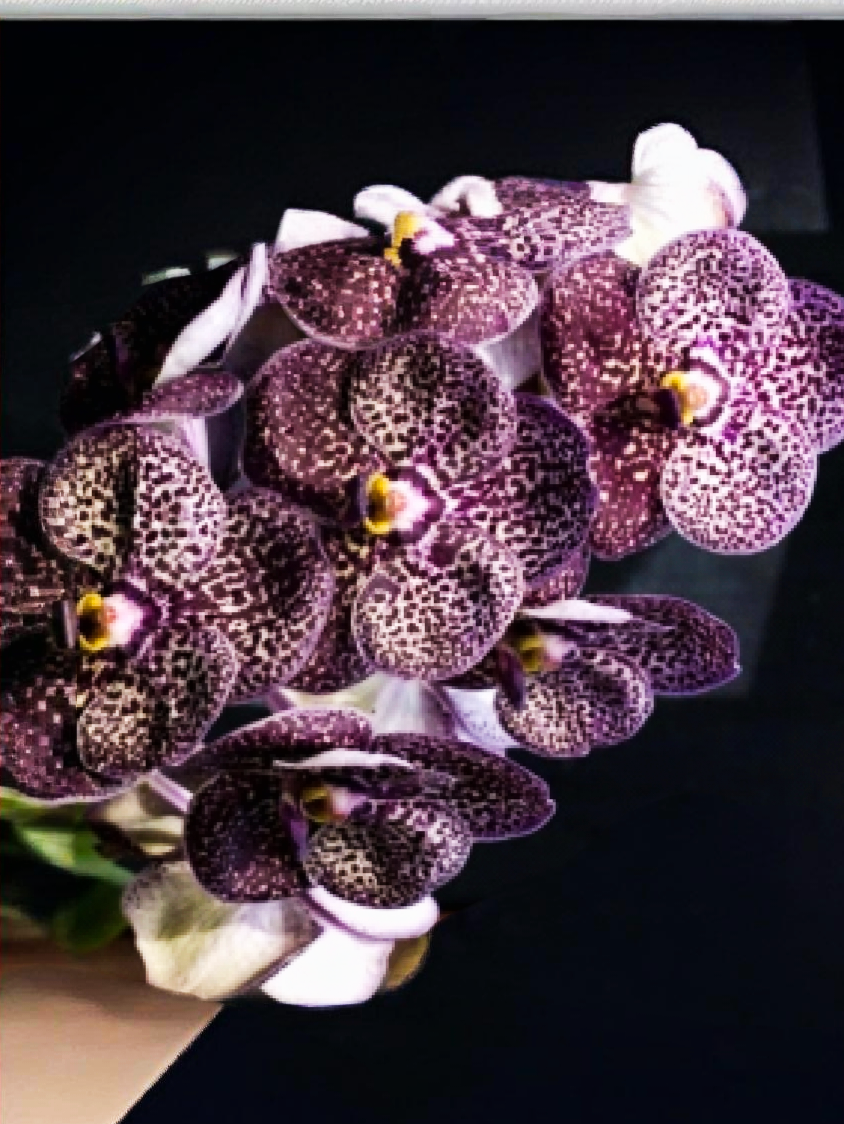 (Vanda) Kulvadee Fragrant Black