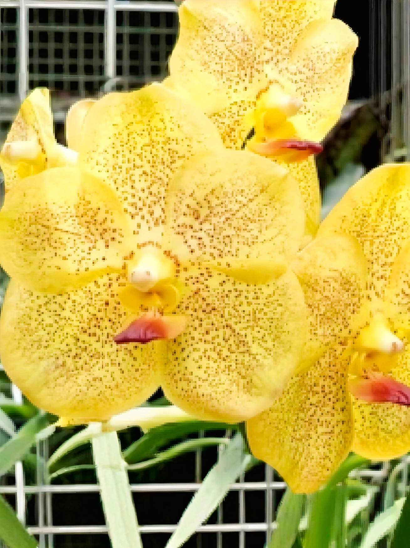 (Vanda) Somsri Thai Spot