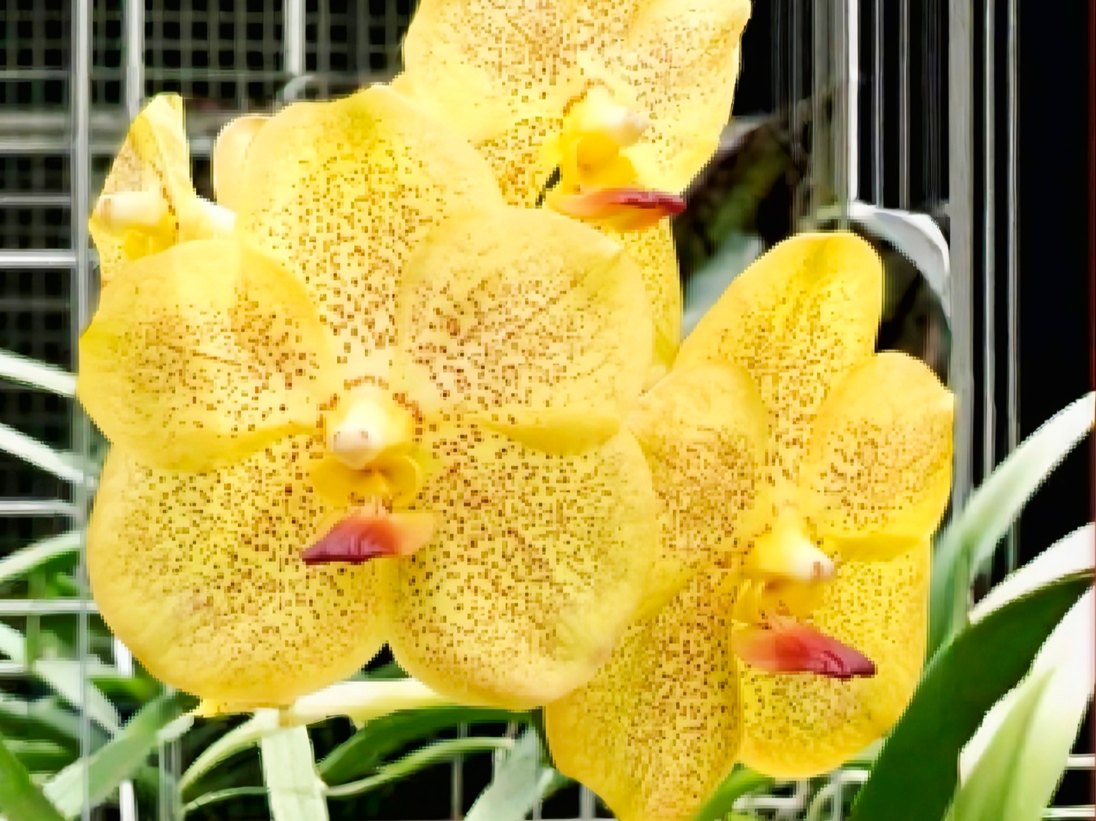 (Vanda) Somsri Thai Spot