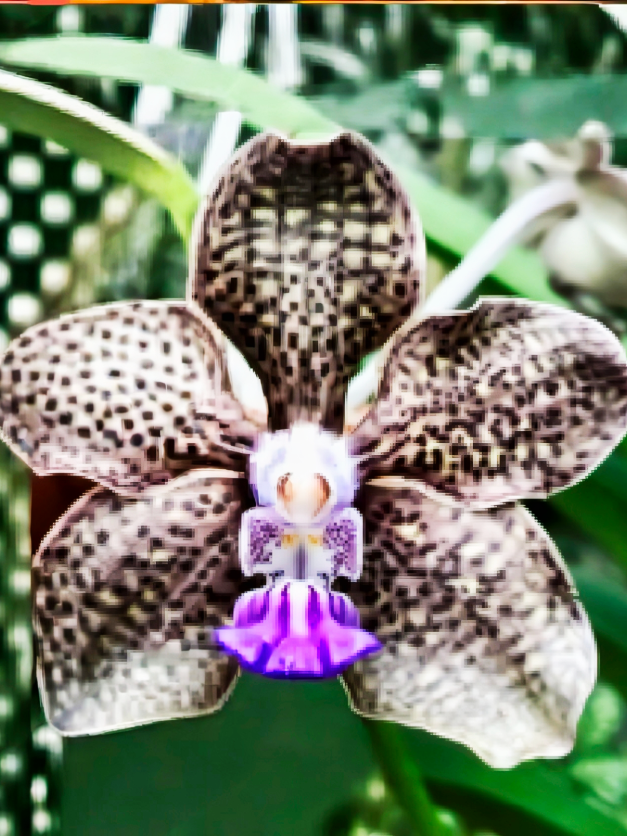(Vanda) Mini Plamer x Denisoniana