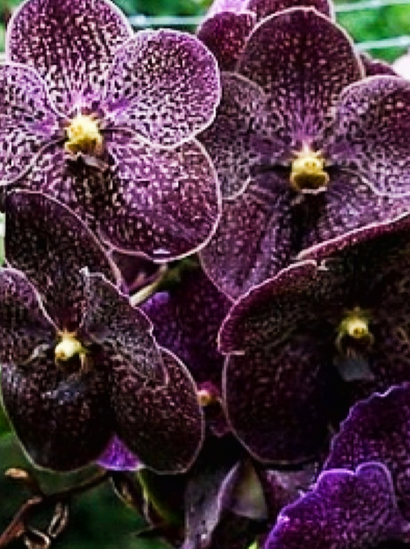 ( Vanda ) Kulvadee Fragrant #27