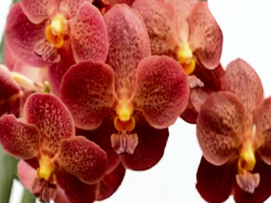 (Vanda) Predo Bonetti 'Jairak'