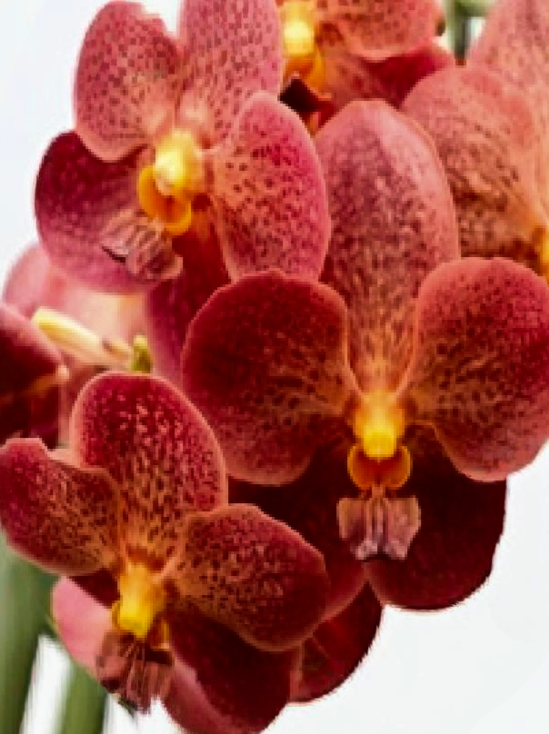 (Vanda) Predo Bonetti 'Jairak'