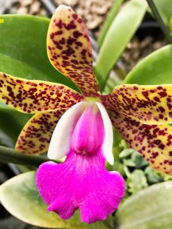 (Cattleya)Tosapol Spot x Aclandiae _ss