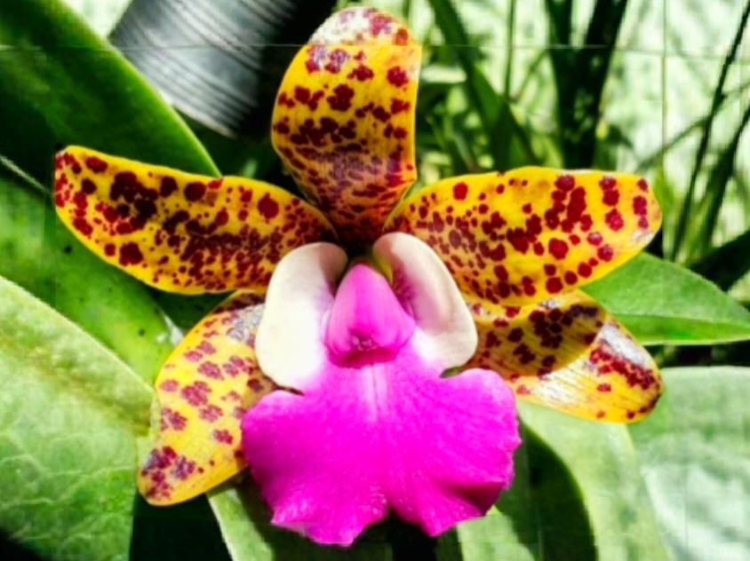 (Cattleya)Tosapol Spot x Aclandiae _ss