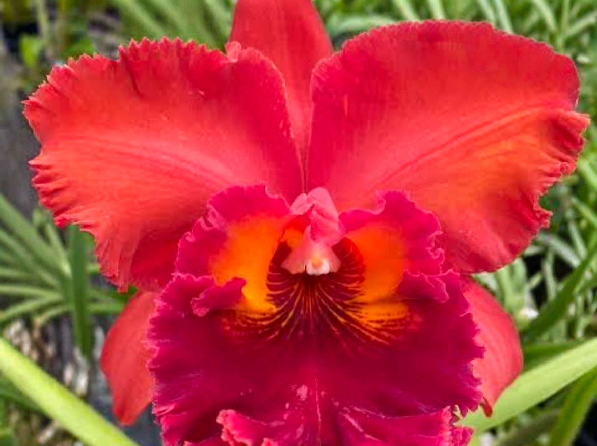 Cattleya Nekonchaisri Red_ss