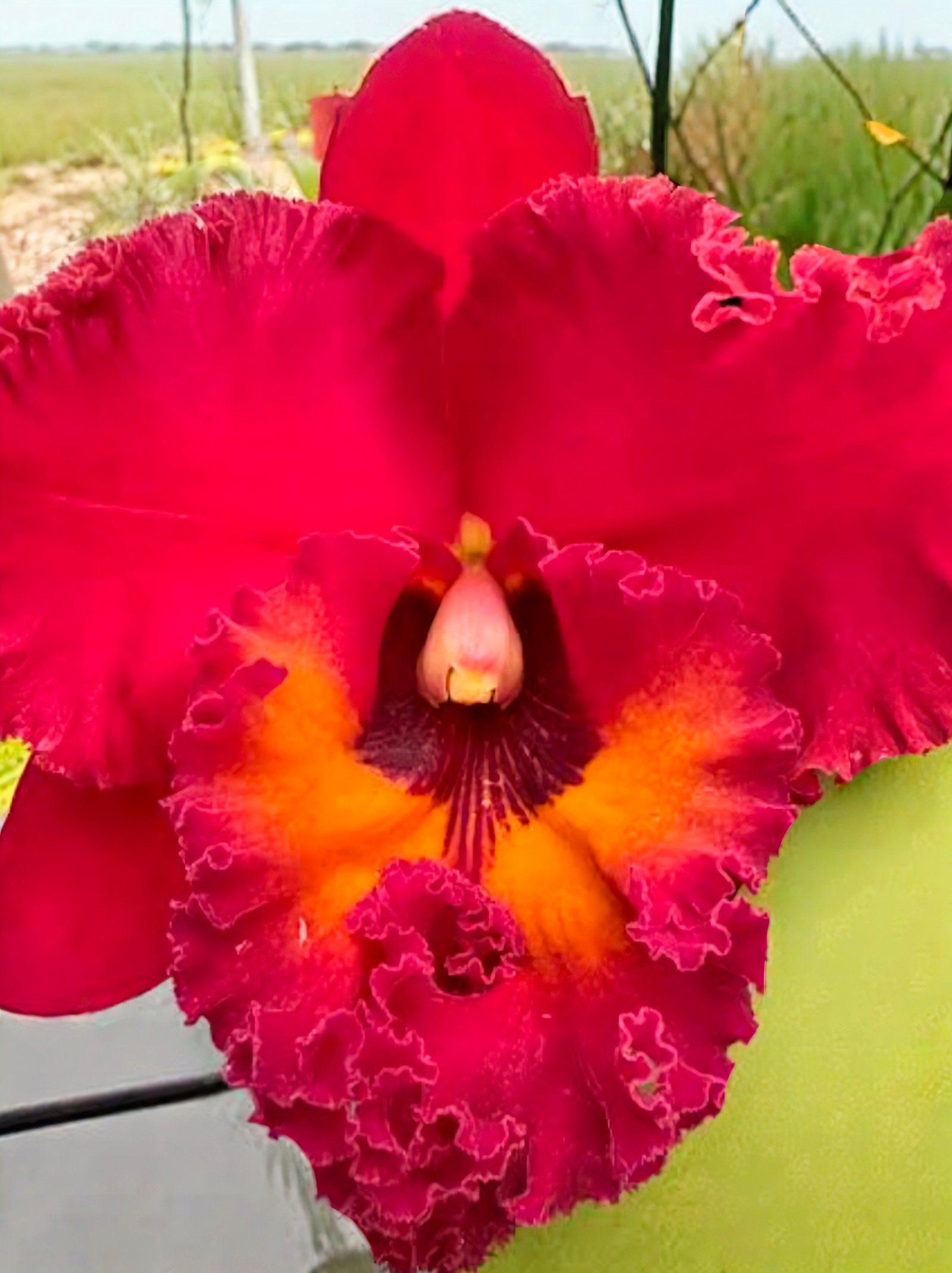 Cattleya Nekonchaisri Red_ss