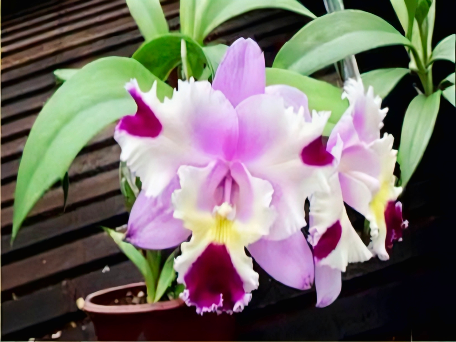 Cattleya Goldenzelle Egg Nog xLc Maris Song Mad Butterfly _ss