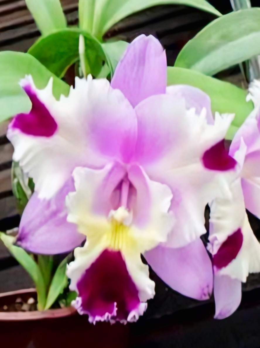 Cattleya Goldenzelle Egg Nog xLc Maris Song Mad Butterfly _ss