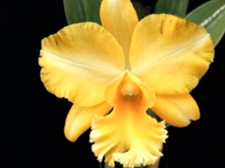 (Cattleya) Blc. Malworth