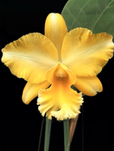 (Cattleya) Blc. Malworth