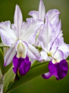 (Cattleya) Lc.Mem.Robert Strait Blue Hawaii