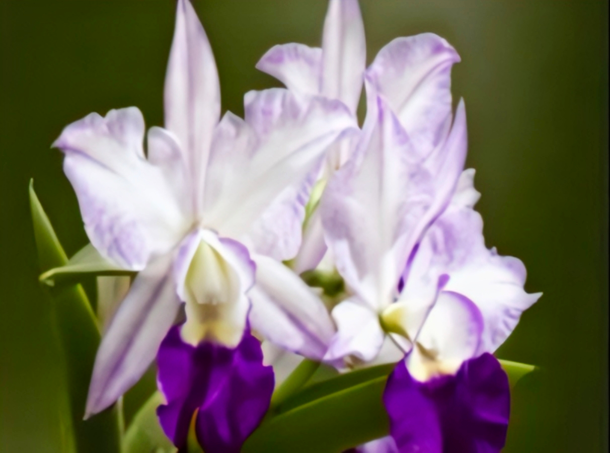 (Cattleya) Lc.Mem.Robert Strait Blue Hawaii