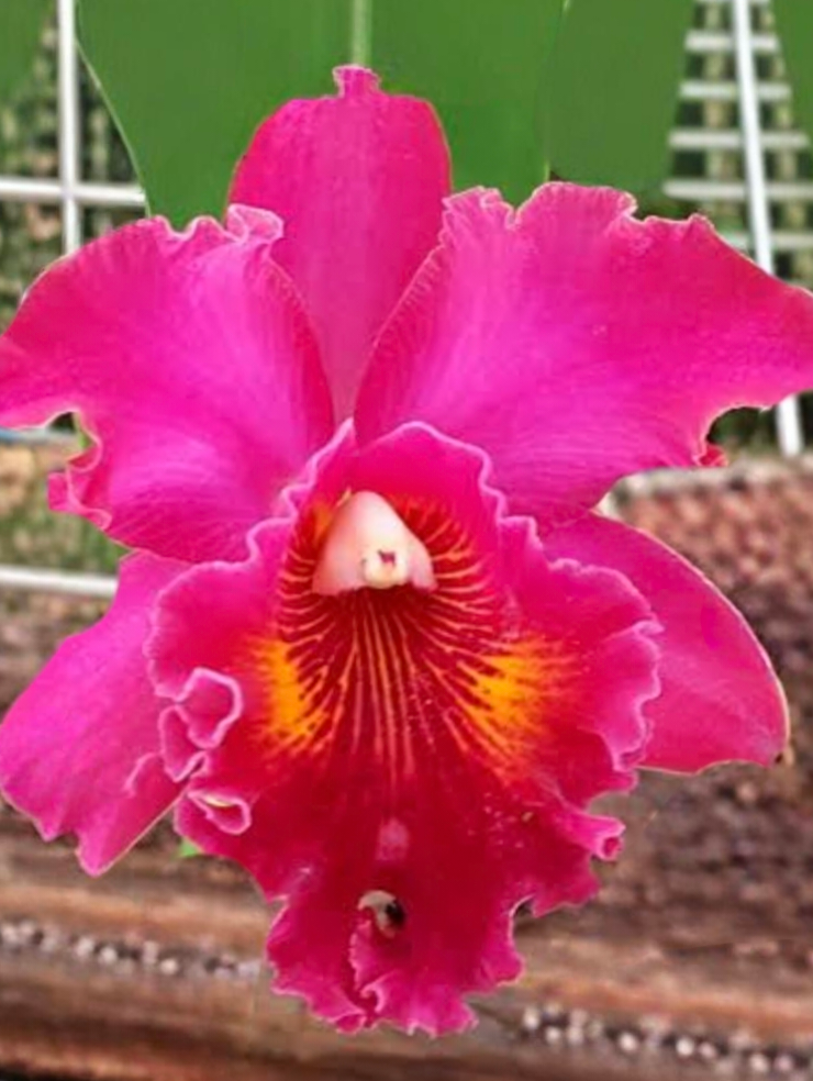 (Cattleya) Blc. George Suzuki