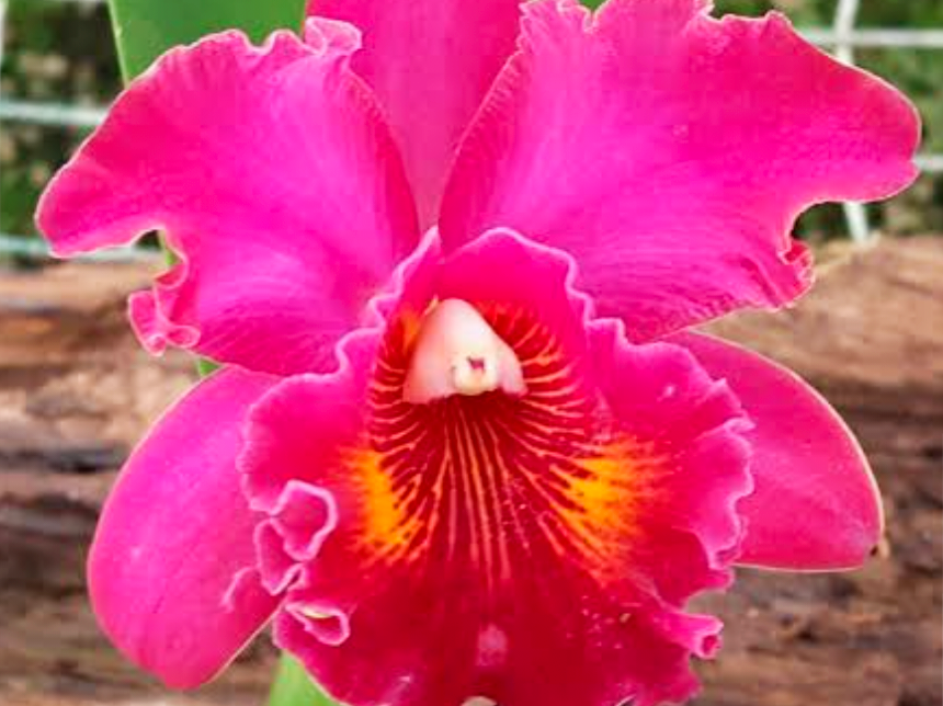 (Cattleya) Blc. George Suzuki