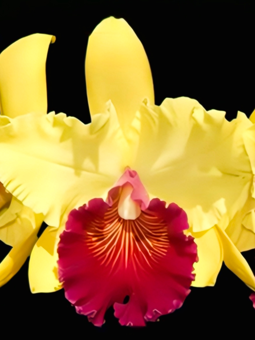 (Cattleya) Rlc. Almakee 'Tip Malee'