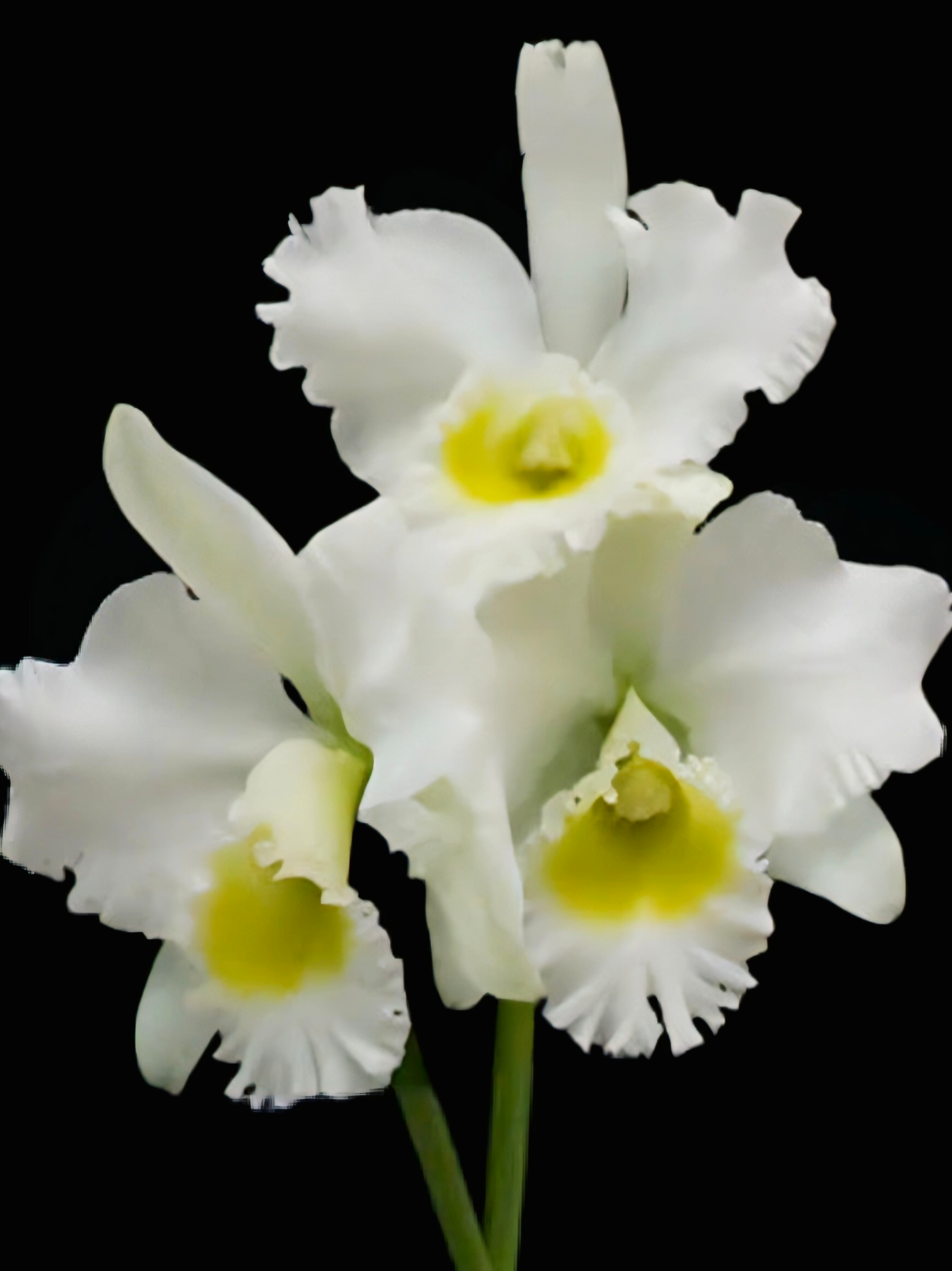 (Cattleya) Blc Burdekin Wonder 'Lakeland'
