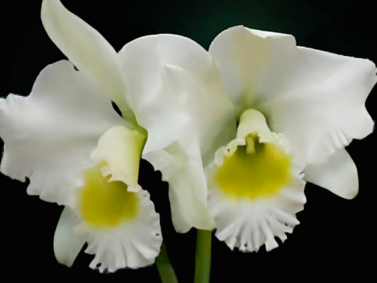 (Cattleya) Blc Burdekin Wonder 'Lakeland'