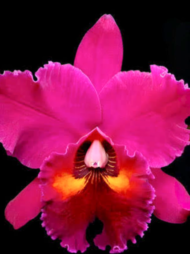 (Cattleya) Blc Purple Ruby X LC. Piratte King 'Red Sun'