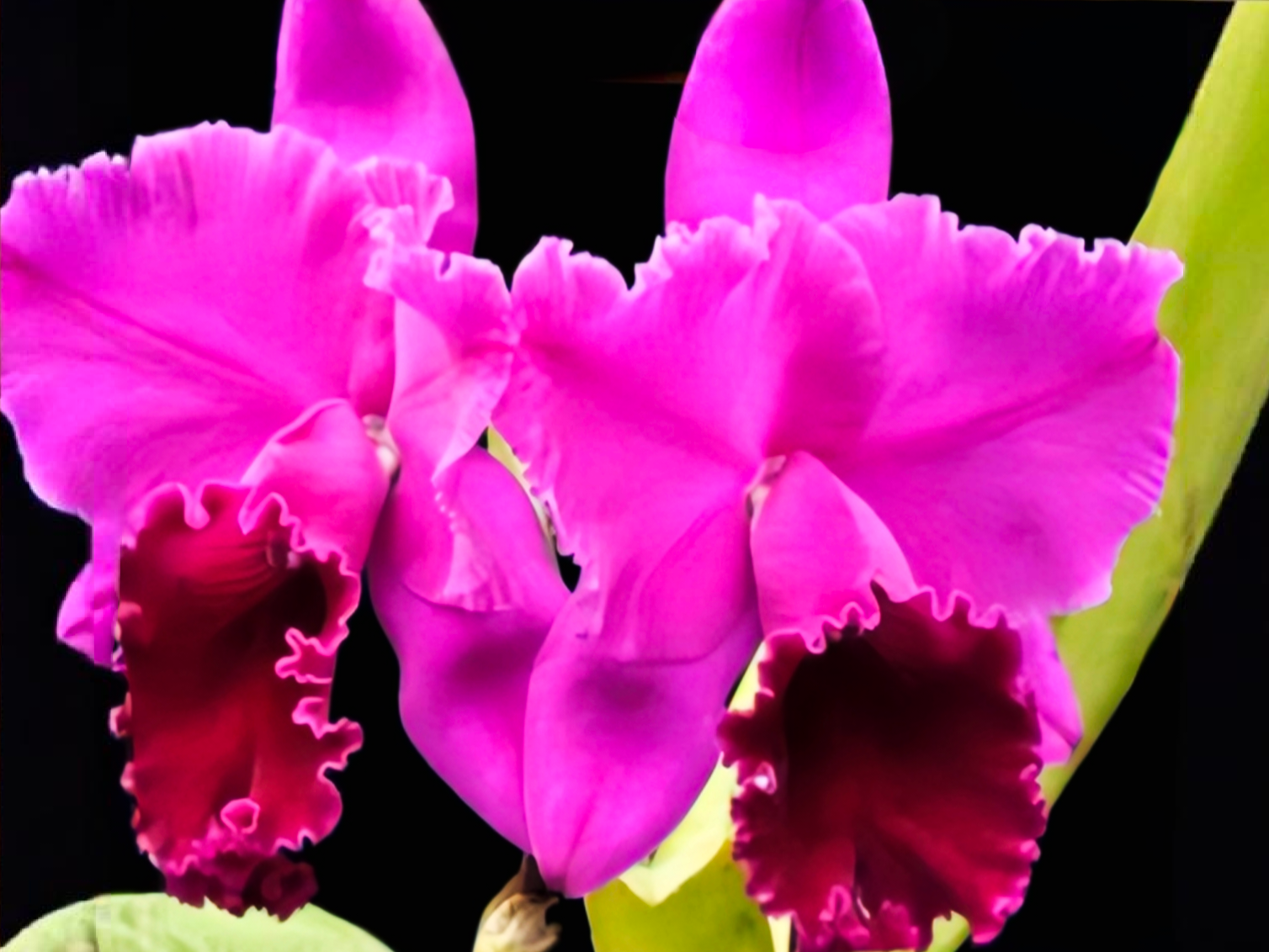 (Cattleya) Blc. Joao Antonio Nicole 