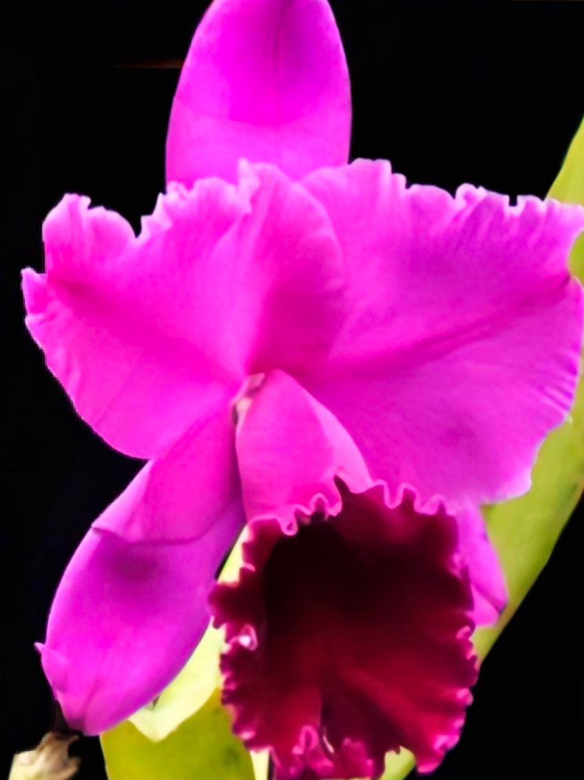 (Cattleya) Blc. Joao Antonio Nicole 