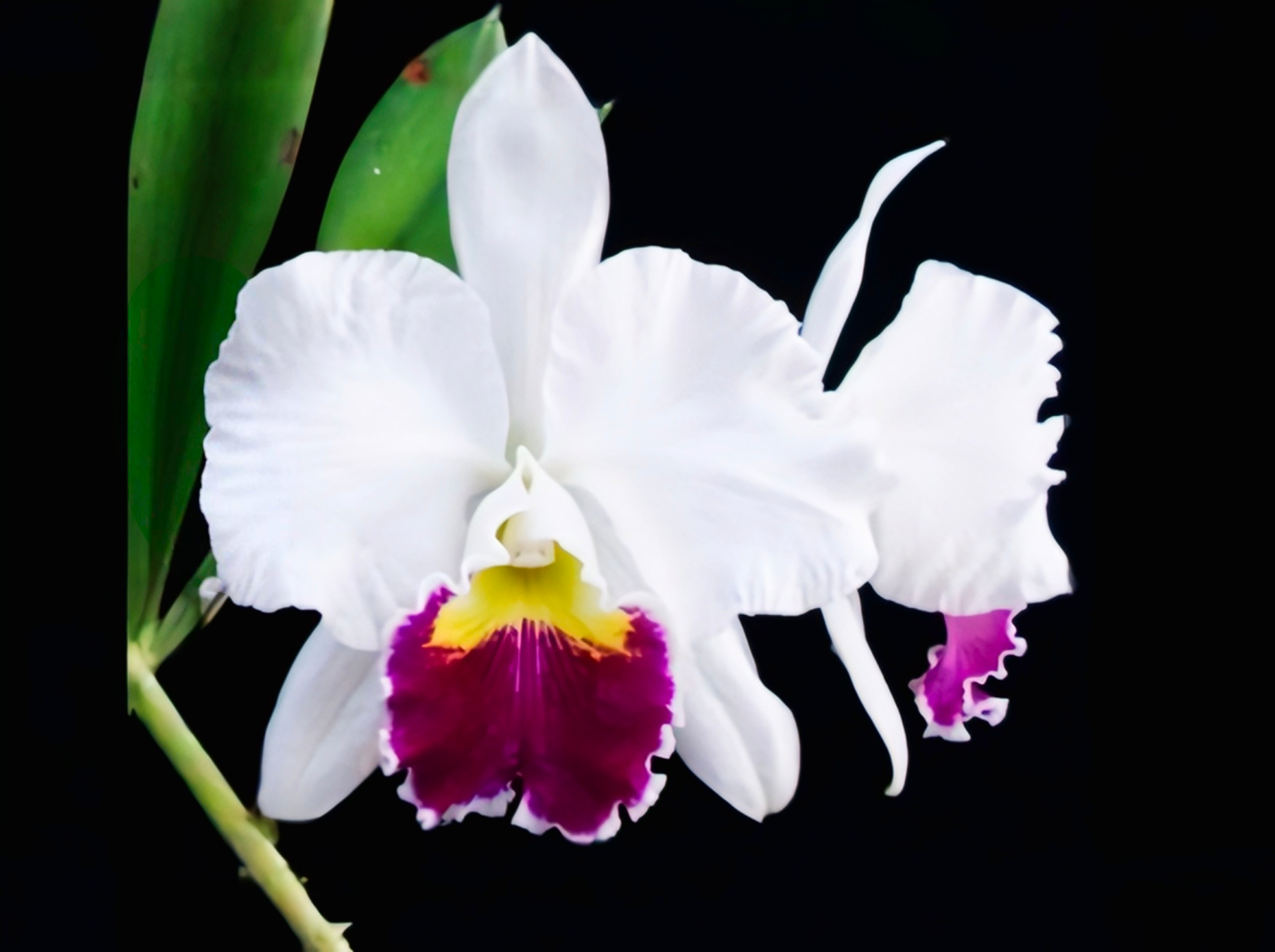 (Cattleya) Lc. Mikki Nagata Orchidliblary