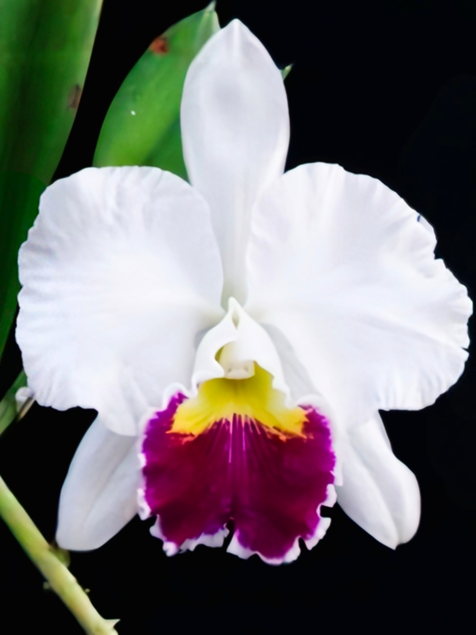 (Cattleya) Lc. Mikki Nagata Orchidliblary