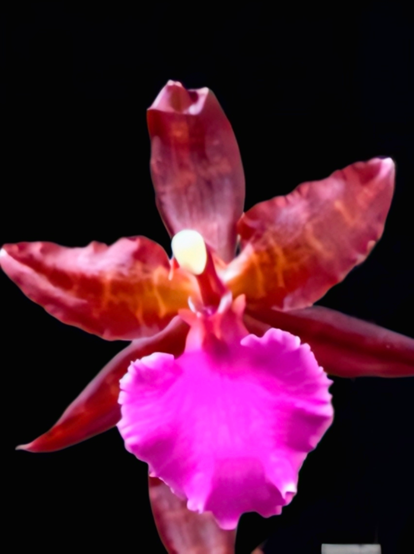 (Oncidium) Massai Pink