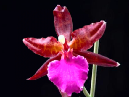 (Oncidium) Massai Pink