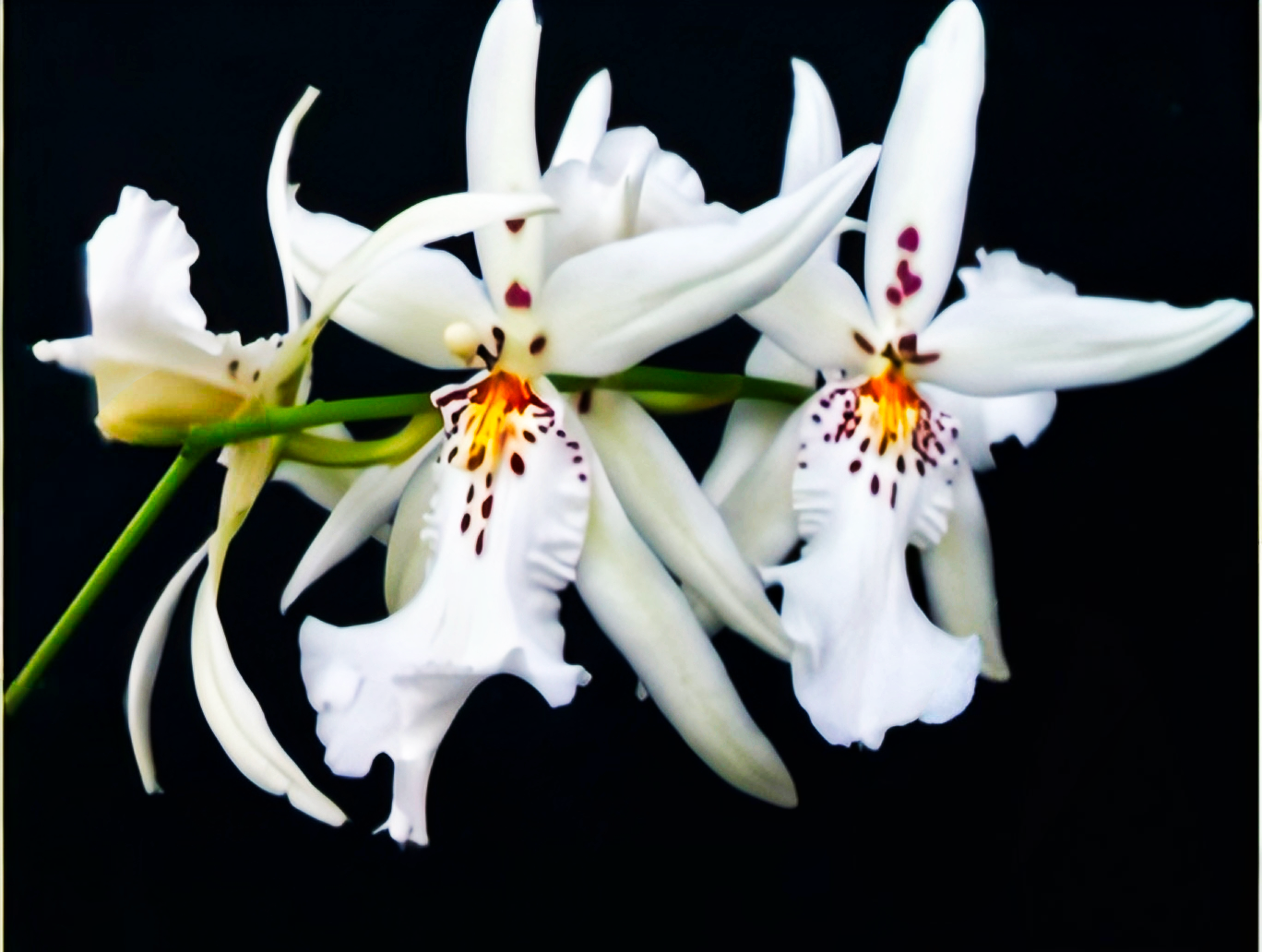  (Oncidium) Aliceara Winter Wonderland 'White  Fairy'