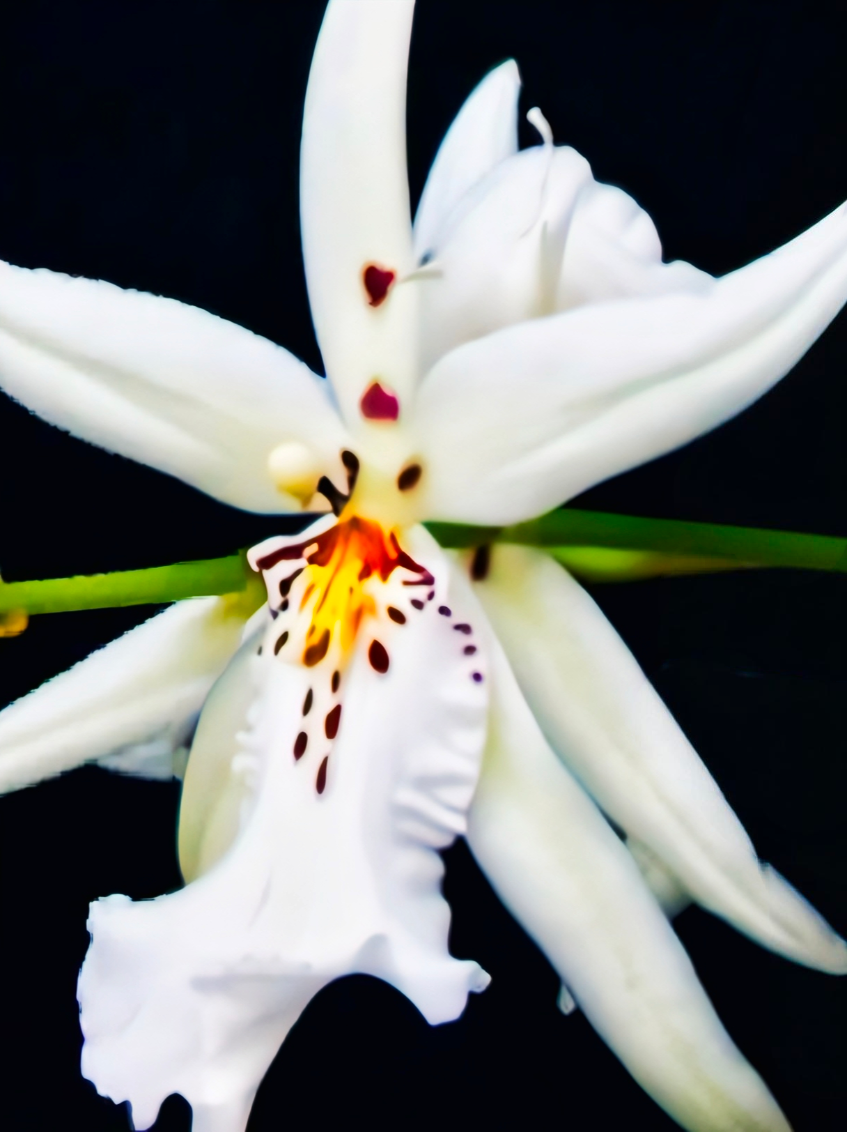  (Oncidium) Aliceara Winter Wonderland 'White  Fairy'