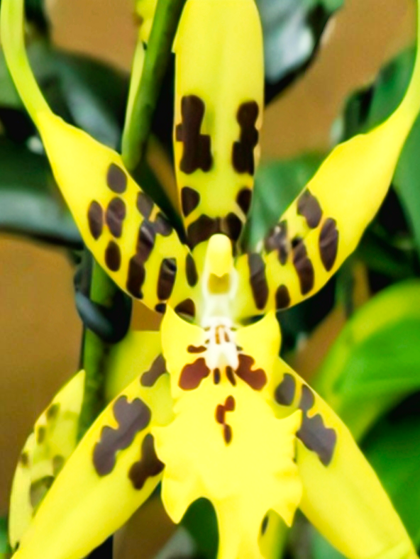  (Oncidium) Brassidomesa Tzeng-Wn Spot