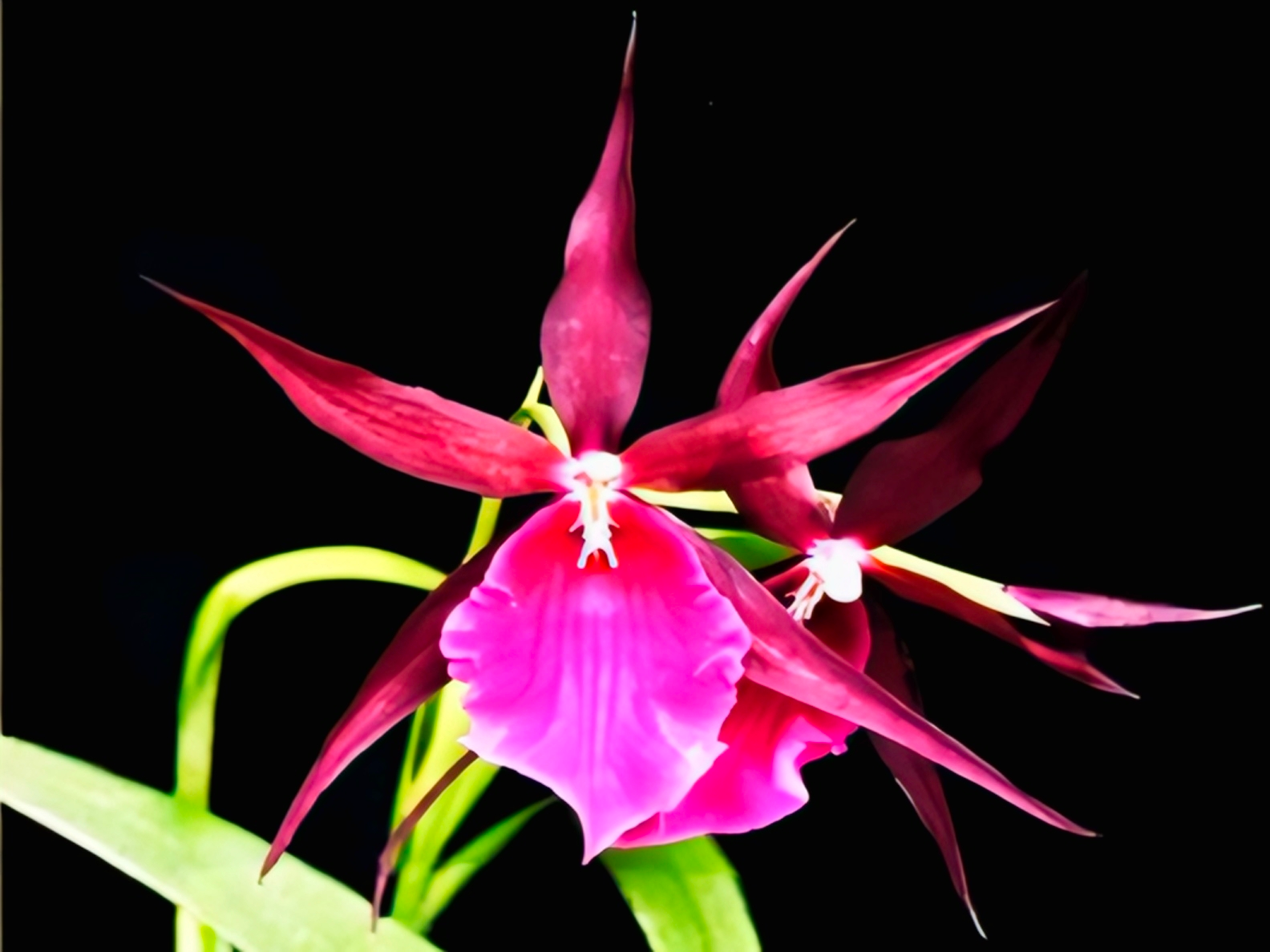  (Oncidium) Bratonia Royal Robe