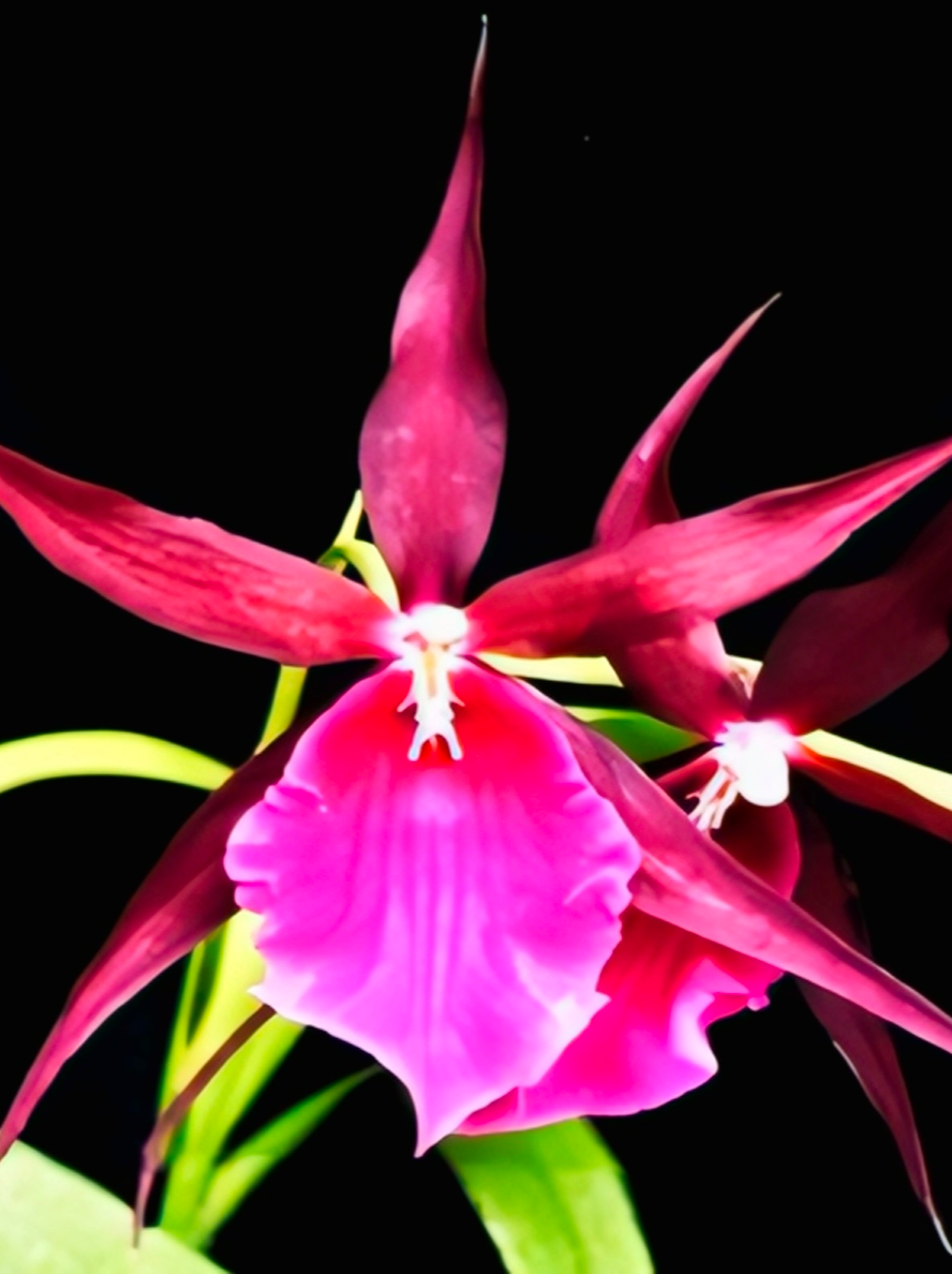  (Oncidium) Bratonia Royal Robe